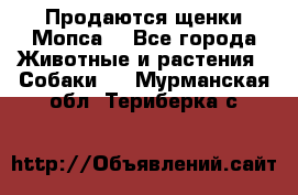 Продаются щенки Мопса. - Все города Животные и растения » Собаки   . Мурманская обл.,Териберка с.